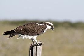 adult osprey